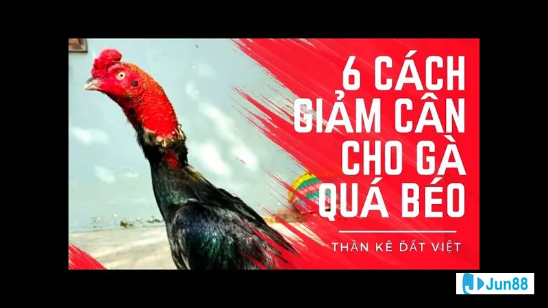 Chế độ dinh dưỡng điều chỉnh