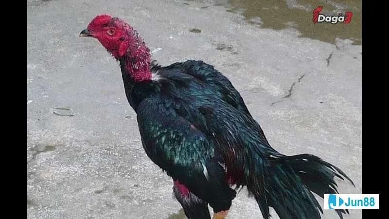 Sai lầm cổ gà phổ biến