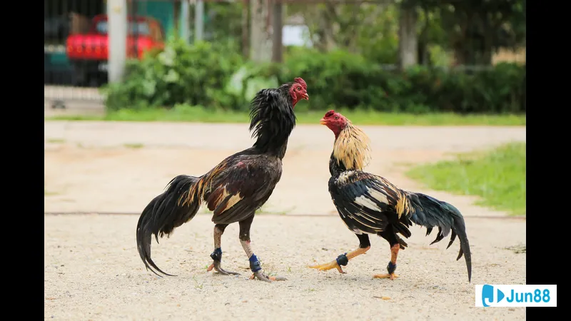 Gà chọi đá trong vòng loại